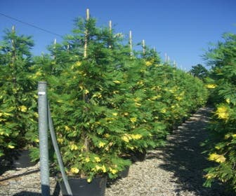 Bonte Libocedrus (Calocedrus decurrens 'Aureovariegata')