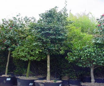 Camelia als boom (Camellia japonica)