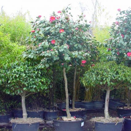 Het pad Motivatie komedie Camelia als boom (Camellia japonica) | Directplant