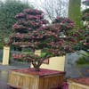 Camelia als bonsai (Camellia sasanqua)