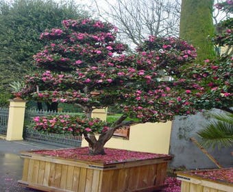 Camelia als bonsai (Camellia sasanqua)