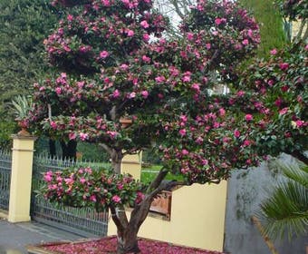 Camelia als bonsai (Camellia sasanqua)