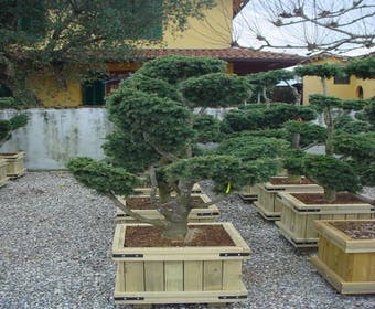 Libanonceder als bonsai (Cedrus libani)