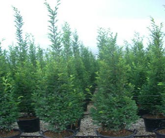 Zuilhaagbeuk (Carpinus betulus 'Frans Fontaine')