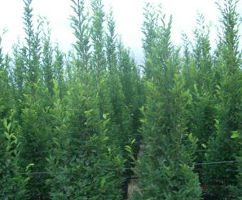 Zuilhaagbeuk (Carpinus betulus 'Frans Fontaine')