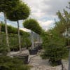 Haagbeuk als bolboom (Carpinus betulus)