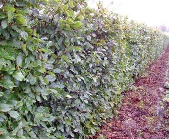 Haagbeuk (Carpinus betulus)