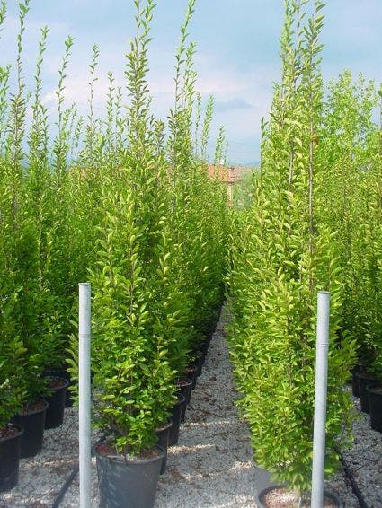 Carpinus