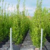 Haagbeuk (Carpinus betulus 'Fastigiata')