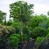 Haagbeuk in kubusvorm (Carpinus betulus)