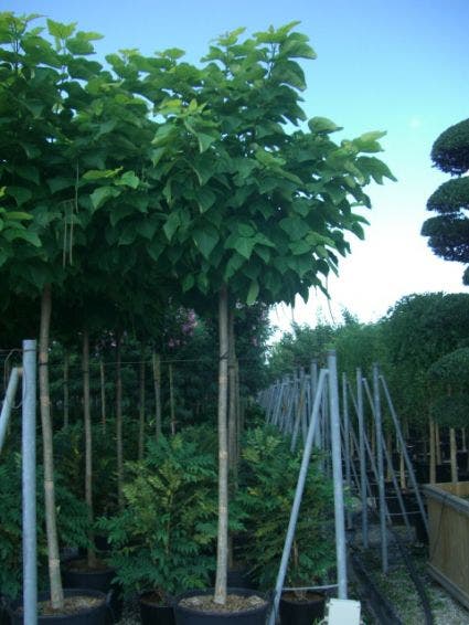 Catalpa bignonioides 'Aurea'