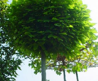 Bolcatalpa (Catalpa bignonioides 'Nana')
