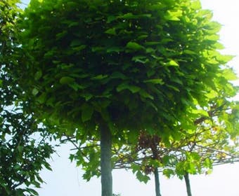 Bolcatalpa (Catalpa bignonioides 'Nana')