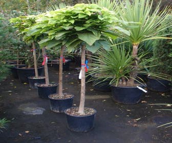 Trompetboom op stam (Catalpa bignonioides 'Nana'), Halfstam