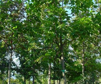 Trompetboom (Catalpa bignonioides)