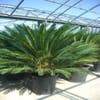 Cycaspalm (Cycas revoluta)