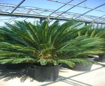 Cycaspalm (Cycas revoluta)