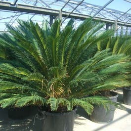 Cycas Revoluta | Tropische Kamerplant | De Plantrekkers – De Plantrekkers Cycas Revoluta | Tropische Kamerplant | De Plantrekkers – De Plantrekkers