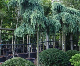 Ceder als boom (Cedrus deodara 'Feelin Blue')
