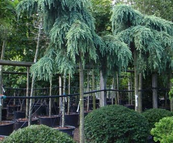 Ceder als boom (Cedrus deodara 'Feelin Blue')