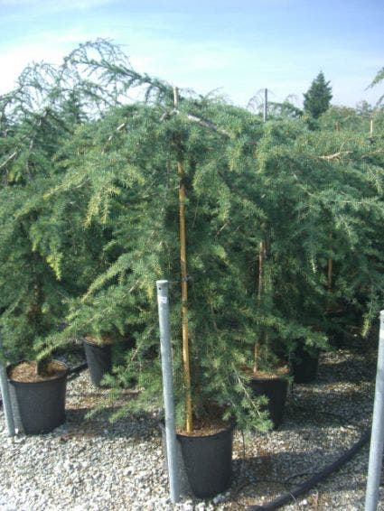 Cedrus