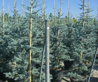 Atlasceder (Cedrus libani 'Glauca')