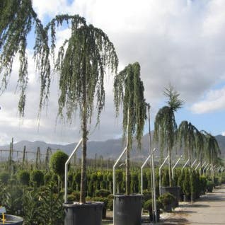 Treurceder (Cedrus libani 'Glauca Pendula')