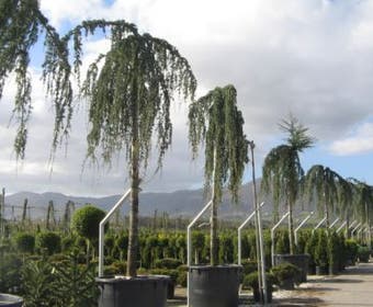 Treurceder als boom (Cedrus libani 'Glauca Pendula')