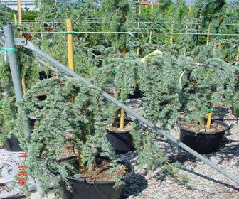 Treurceder op stam (Cedrus libani 'Glauca Pendula')