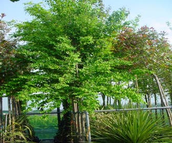 Katsoera als boom (Cercidiphyllum japonicum)