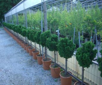 Dwergcypres op stam (Chamaecyparis obtusa 'Nana Gracilis')  