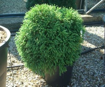 Sikkelden (Cryptomeria japonica 'Globosa Nana')