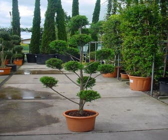 Cupressocyparis als pompon (Cupressocyparis leylandii 'Castlewellan Gold' )
