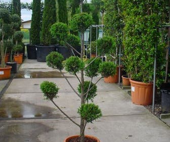 Cupressocyparis als pompon (Cupressocyparis leylandii 'Castlewellan Gold' )
