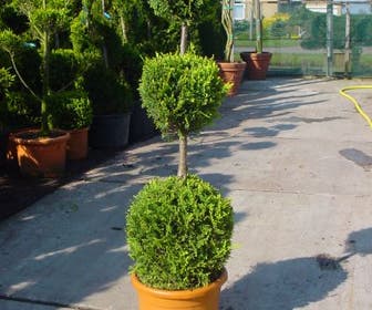 Cupressocyparis, triobol (Cupressocyparis leylandii 'Castlewellan Gold')