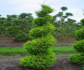 Cupressocyparis als spiraal (Cupressocyparis leylandii 'Gold Rider')