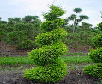 Cupressocyparis als spiraal (Cupressocyparis leylandii 'Gold Rider')