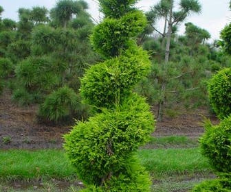 Cupressocyparis als spiraal (Cupressocyparis leylandii 'Gold Rider')