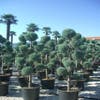 Cipres als pompon (Cupressus arizonica 'Glauca')