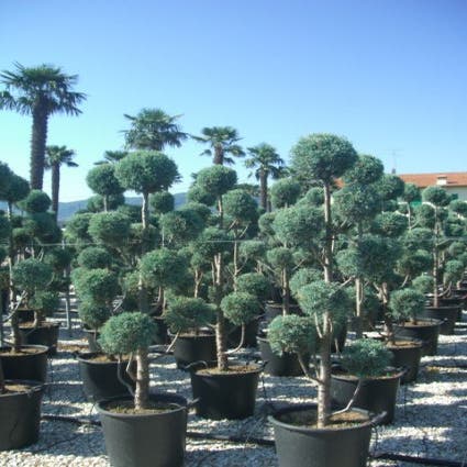 Cipres als pompon (Cupressus arizonica 'Glauca')