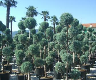 Cipres als pompon (Cupressus arizonica 'Glauca')