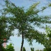 Smalbladige olijfwilg als boom (Elaeagnus angustifolia)
