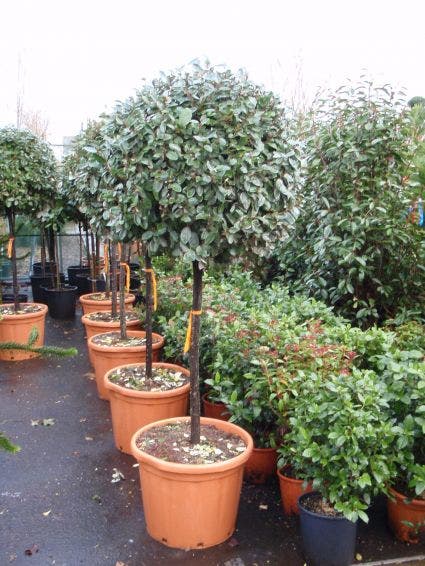 Elaeagnus