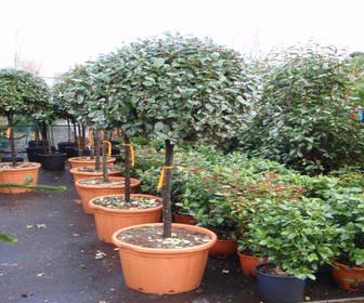 Olijfwilg op stam (Elaeagnus ebbingei)