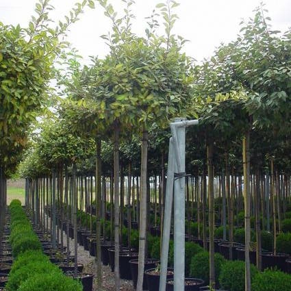 Bonte Olijfwilg als boom (Elaeagnus ebbingei 'Limelight')