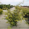 Olijfwilg (Elaeagnus pungens 'Maculata')