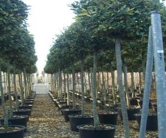 Olijfwilg als boom (Elaeagnus pungens 'Maculata')