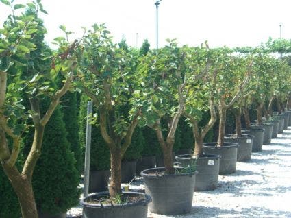 Diospyros