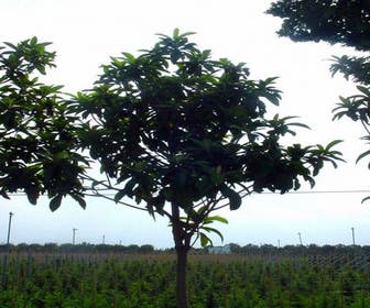 Japanse Mispel als boom (Eriobotrya japonica)