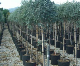 Eucalyptus op stam (Eucalyptus gunnii)